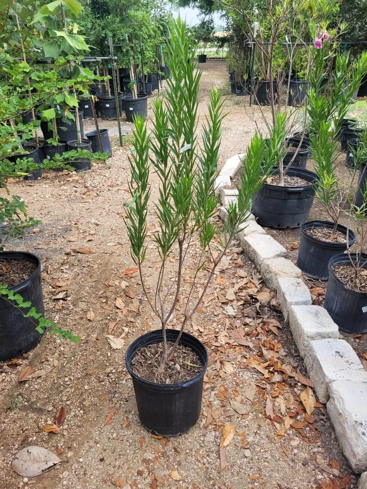 Professional yard cleanup service experts serving Elgin, TX - Dosbros Landscaping