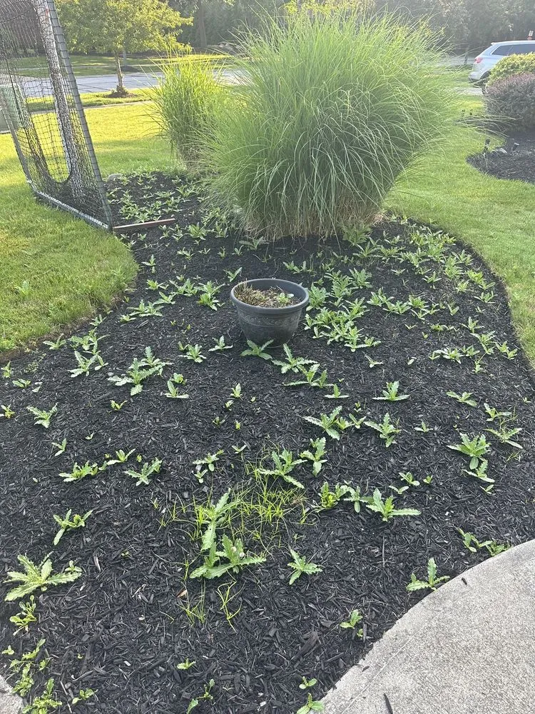 Professional lawn mowing service in Bay Village, OH by Doskoch Lawn Care