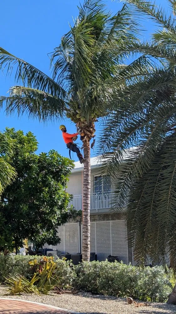 Professional lawn mowing service in Marathon, FL by Dot Palm Landscaping