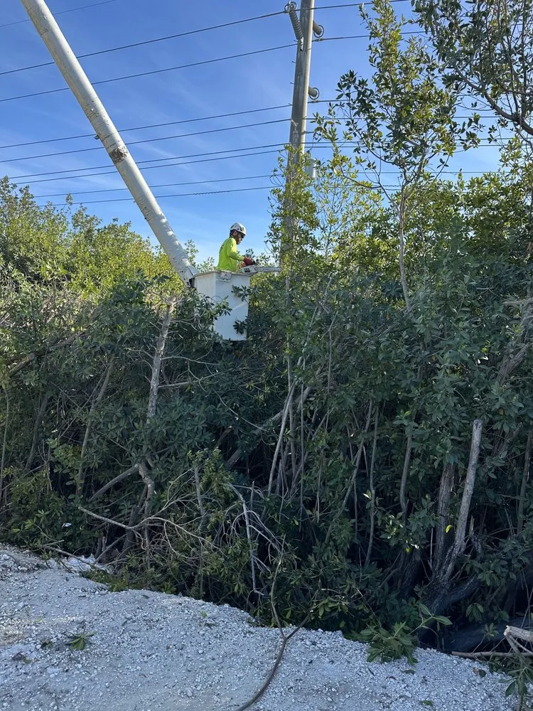 Reliable lawn care service in Marathon, FL by Dot Palm Landscaping