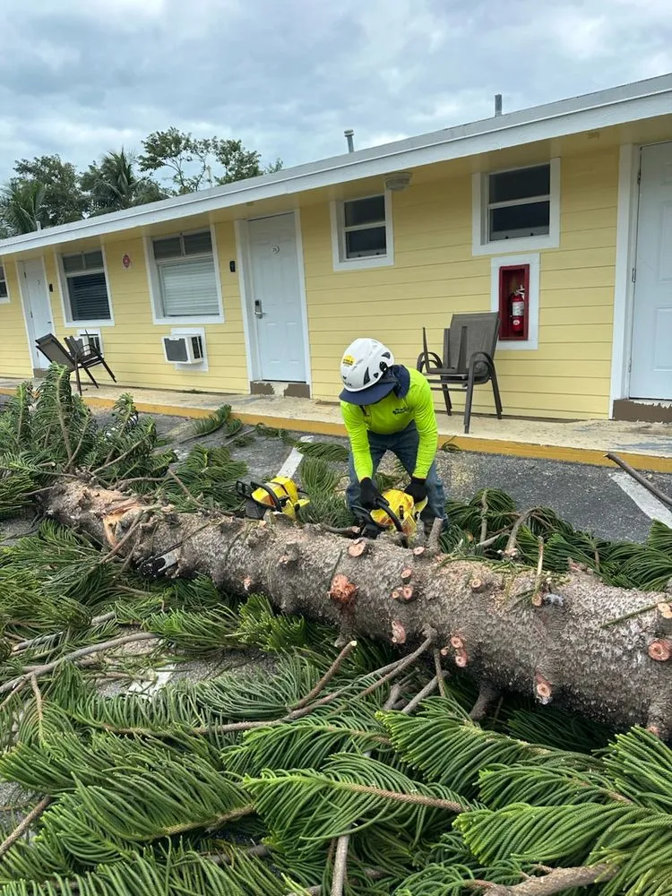 Reliable yard cleanup service experts serving Marathon, FL - Dot Palm Landscaping