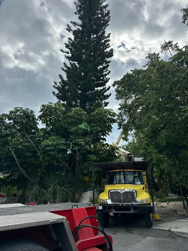 Local outdoor landscaping experts serving Marathon, FL - Dot Palm Landscaping