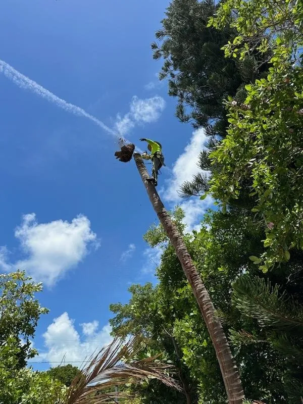 Trusted yard cleanup service experts serving Marathon, FL - Dot Palm Landscaping