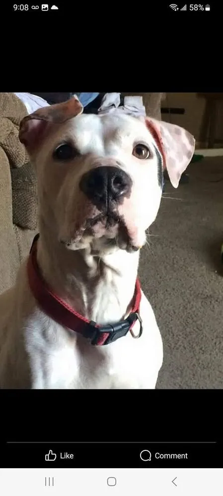 Affordable landscape installation with custom design across Tulare, CA - Double A Junk Removal