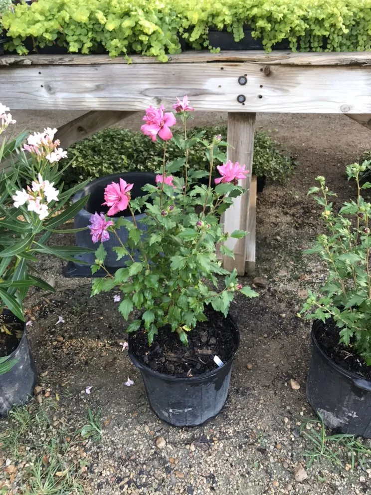 Custom landscaping services for residential properties in Leander, TX by Double A Tree Works