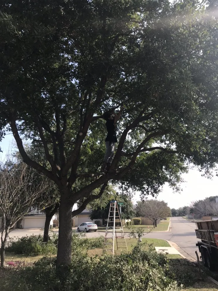 Top-rated yard cleanup service in Leander, TX by Double A Tree Works