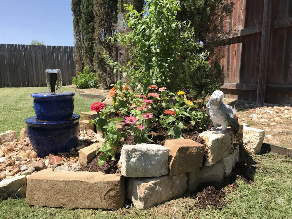 Professional yard cleanup service for year-round maintenance across Leander, TX - Double A Tree Works