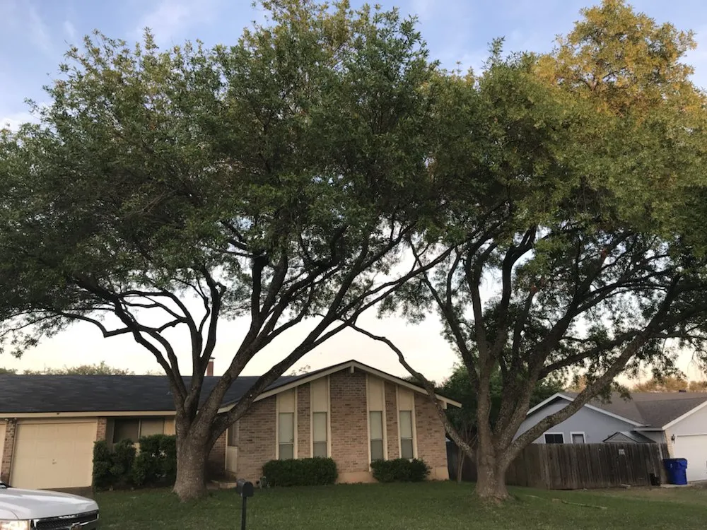 Top-rated yard cleanup service near you across Leander, TX - Double A Tree Works