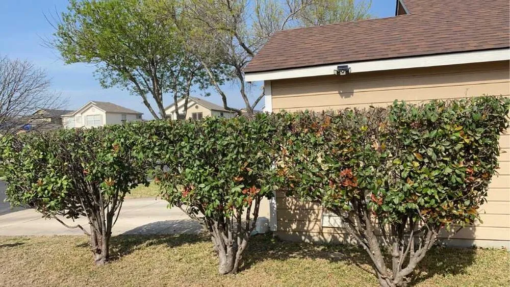 Local landscaping services in Pipe Creek, TX by Double AA Lawn Care