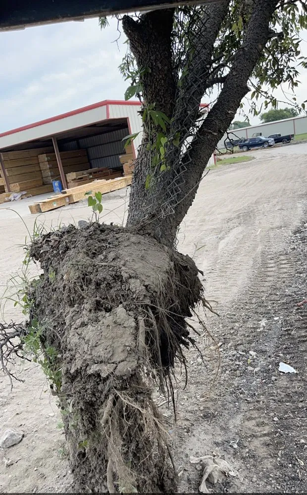 Top-rated landscape design for homes in Italy, TX by Double B Land Services