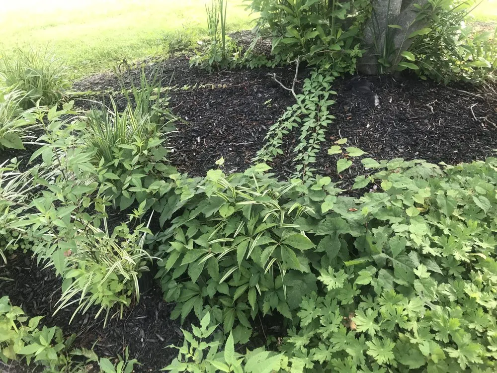 Professional lawn mowing service for residential properties in Union, KY by Double B’z Landscaping