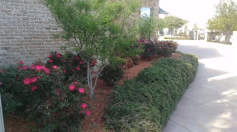Trusted yard maintenance experts serving Bryan, TX - Double C Landscape