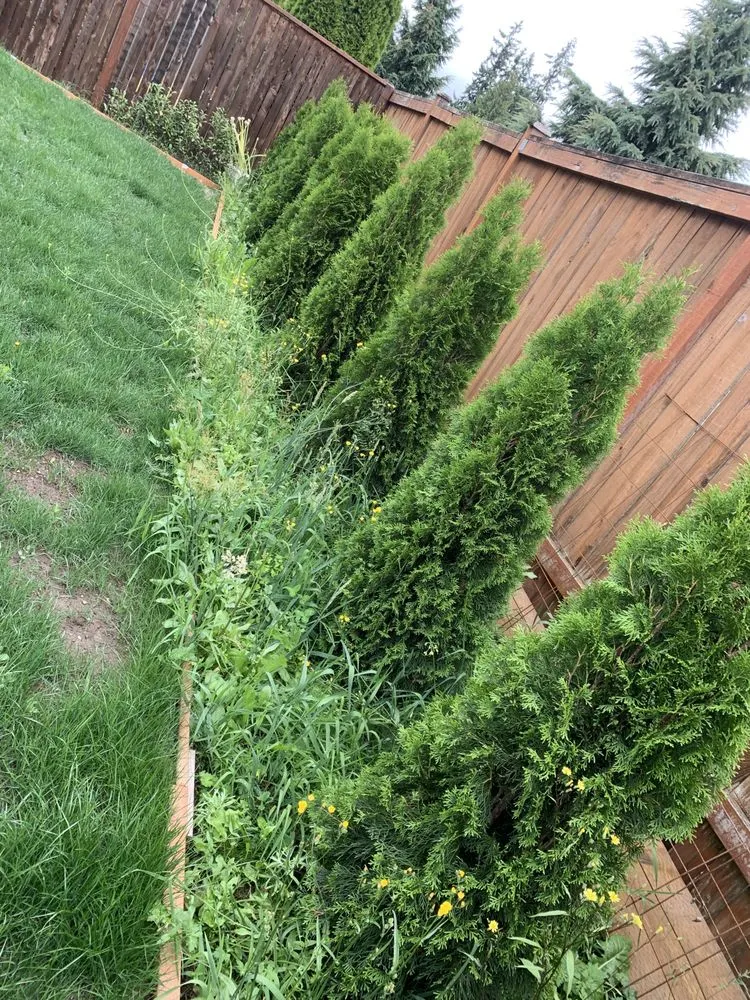 Affordable yard cleanup service experts serving Monroe, WA - Double C