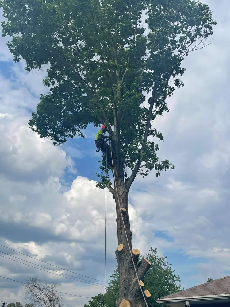 Expert yard maintenance in Springfield, IL - Double D & Son Tree Experts