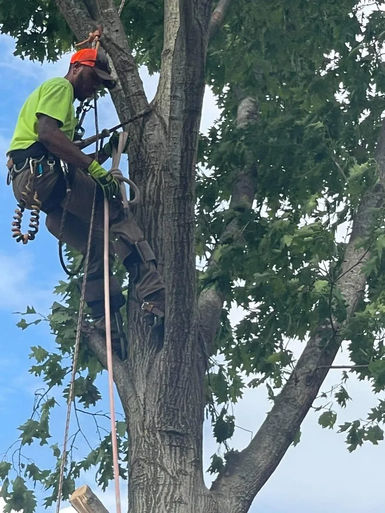 Custom residential landscaping for homes in Springfield, IL by Double D & Son Tree Experts