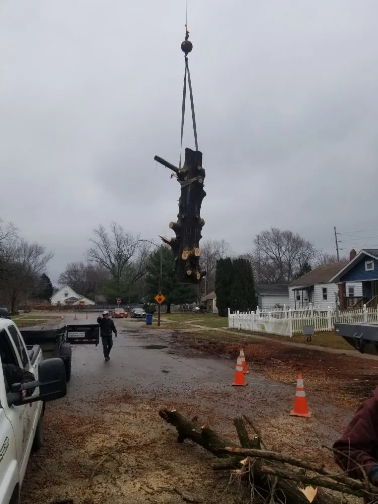 Professional lawn mowing service in Springfield, IL by Double D & Son Tree Experts