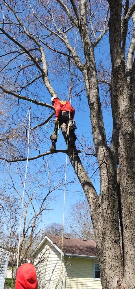 Local landscape installation in Springfield, IL - Double D & Son Tree Experts
