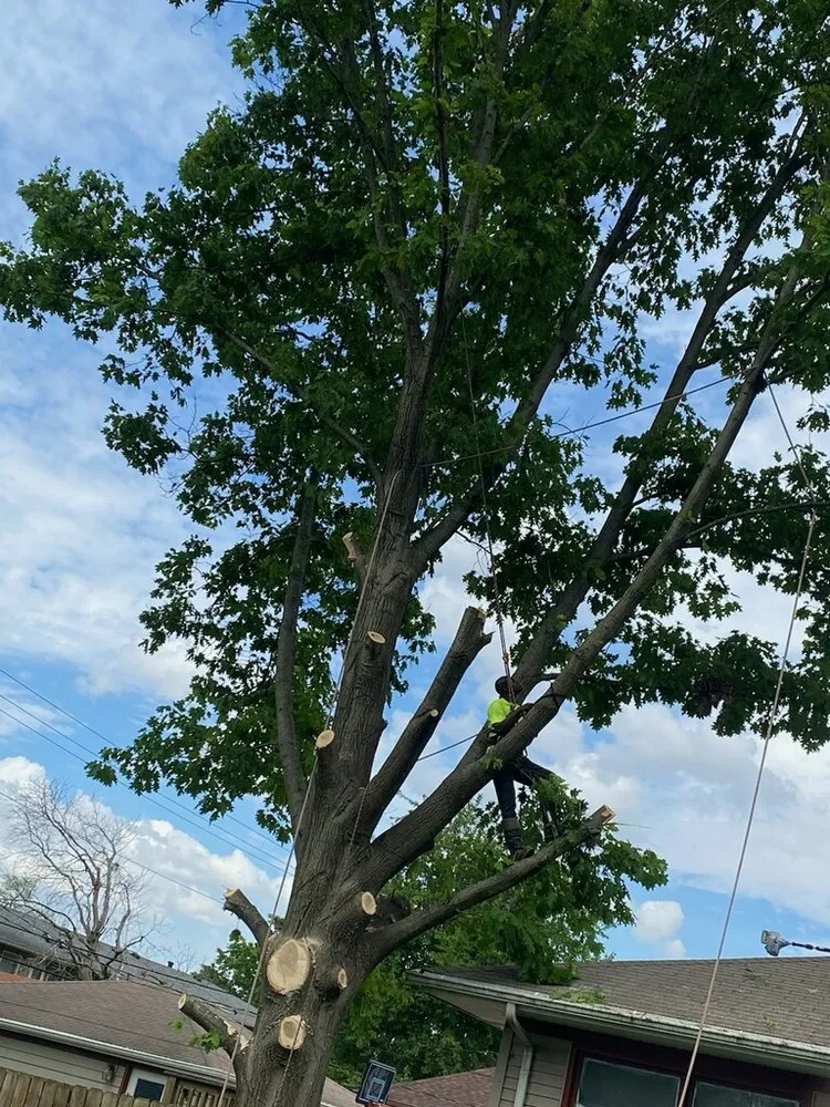 Top-rated lawn care service in Springfield, IL - Double D & Son Tree Experts