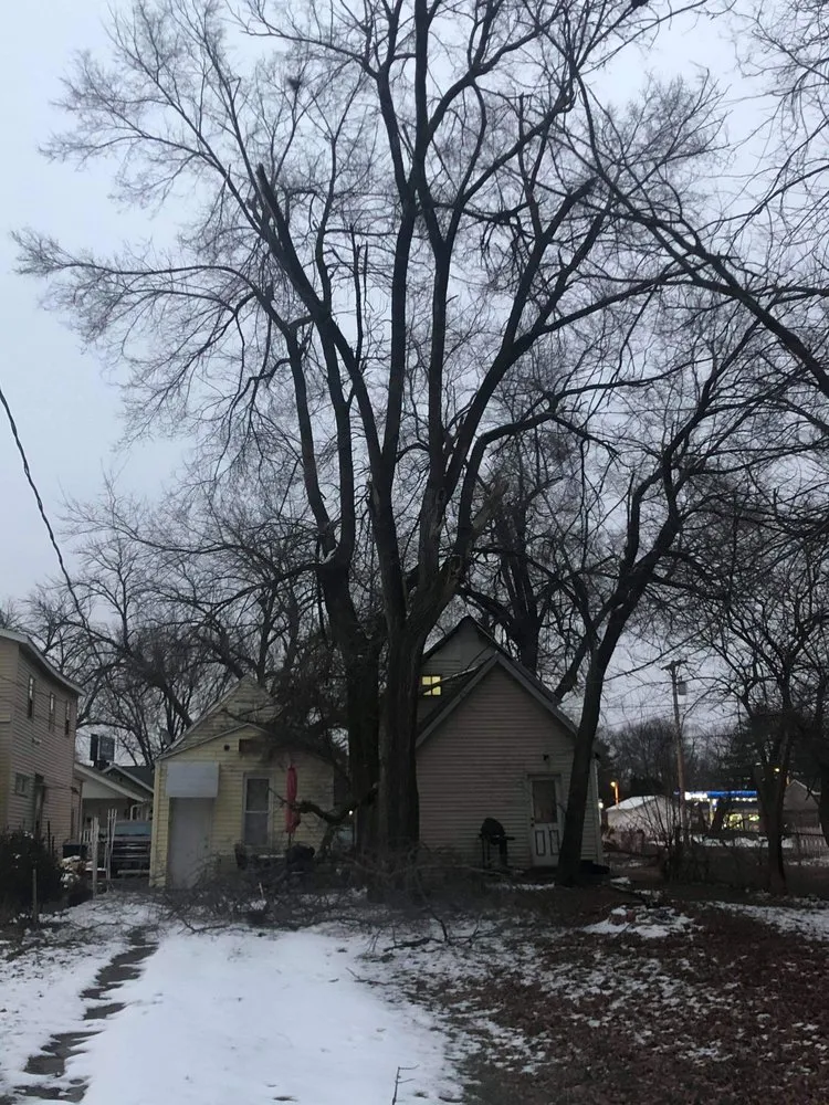 Affordable yard cleanup service experts serving Springfield, IL - Double D & Son Tree Experts