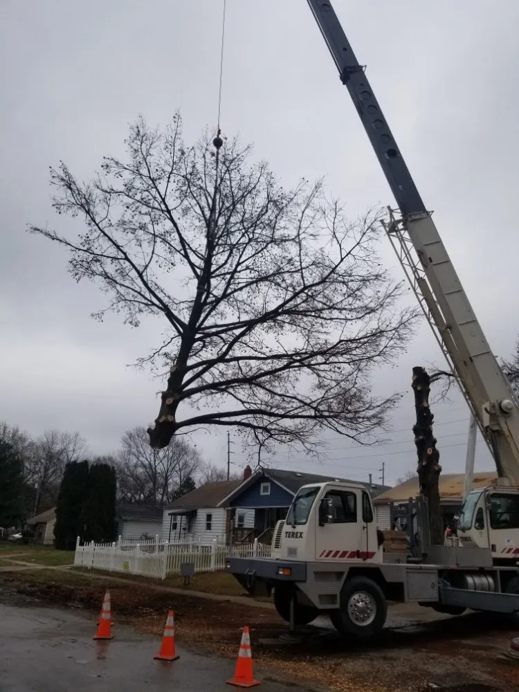 Local landscape design for residential properties across Springfield, IL - Double D & Son Tree Experts