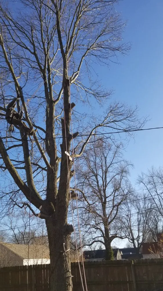 Reliable yard maintenance with custom design across Springfield, IL - Double D & Son Tree Experts