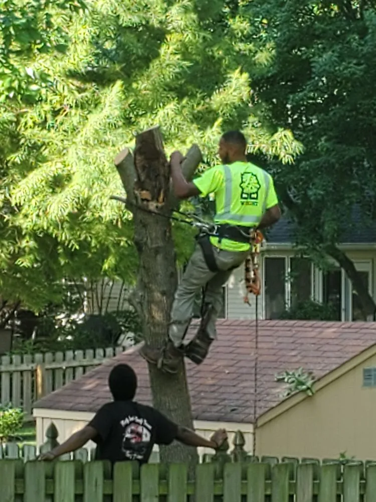 Affordable lawn mowing service in Springfield, IL - Double D & Son Tree Experts