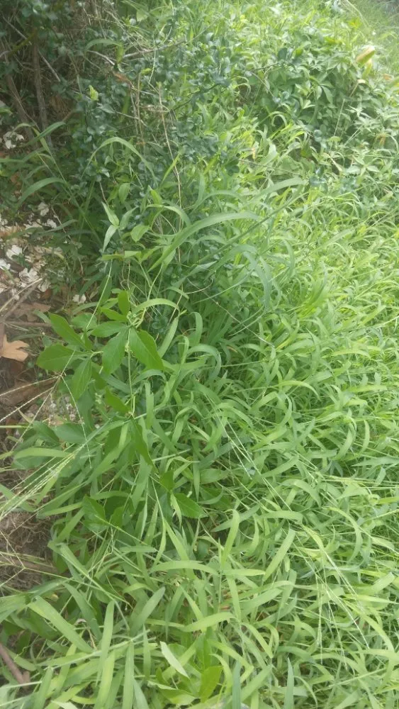 Custom garden landscaping for outdoor upgrades in Huntsville, TX by Double D Landscaping Services & More