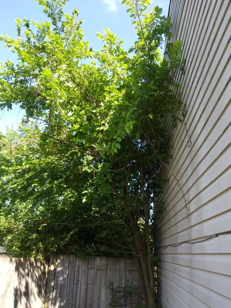 Top-rated lawn care service for residential properties in Reynoldsburg, OH by Double D's Stump Grinding & Removal