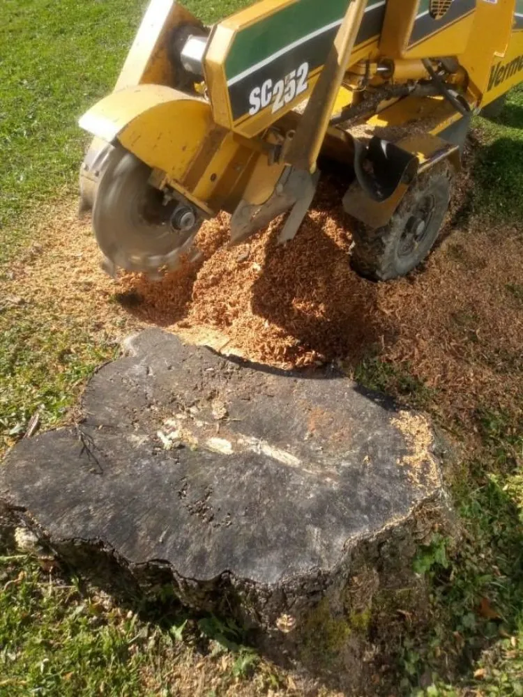 Trusted yard cleanup service experts serving Reynoldsburg, OH - Double D's Stump Grinding & Removal