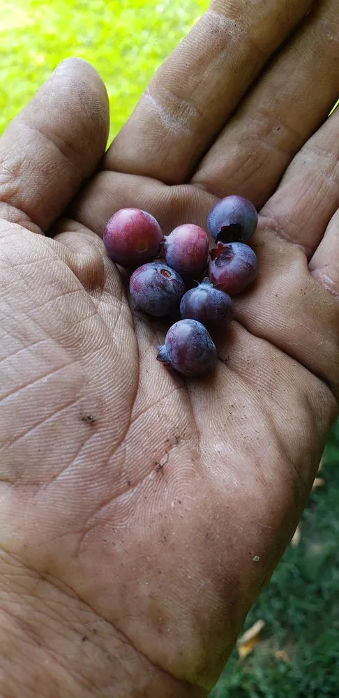 Top-rated landscape installation in South Dennis, MA by Double Dutch Landscaping
