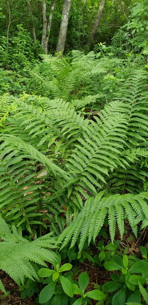 Custom lawn care service near you across South Dennis, MA - Double Dutch Landscaping