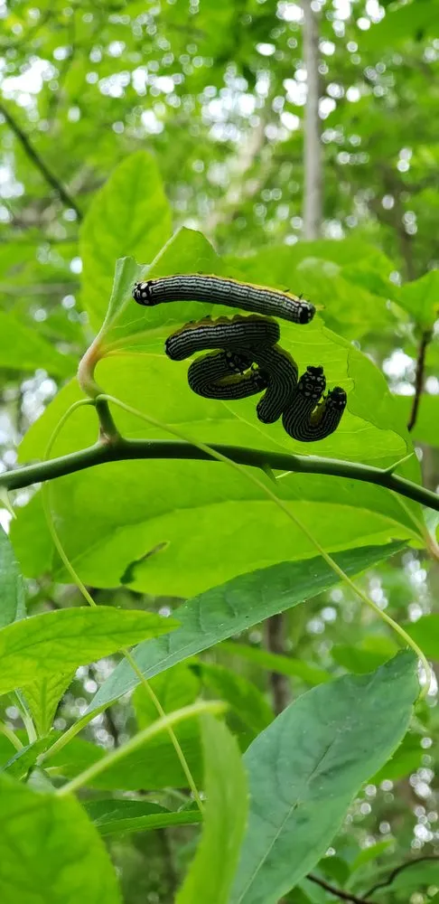 Expert yard maintenance in South Dennis, MA by Double Dutch Landscaping
