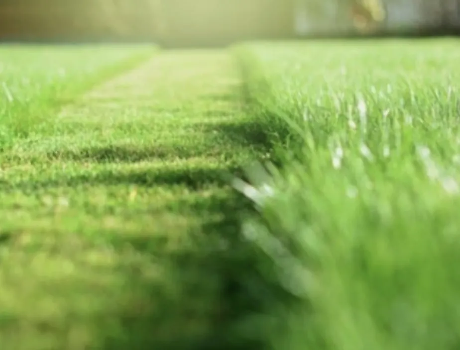 Affordable yard cleanup service in Decatur, TX - Double M Landscaping