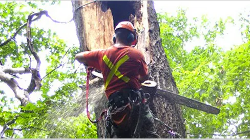 Expert garden landscaping for year-round maintenance across New York, NY - Double Tree Trimming & Removal