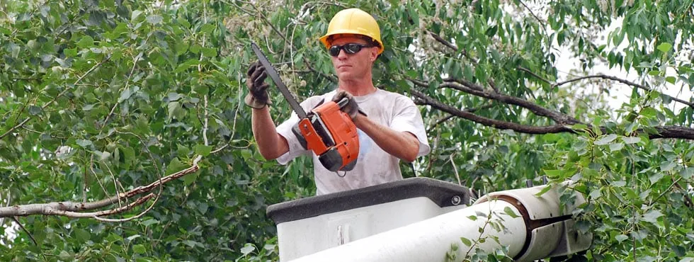 Top-rated residential landscaping in New York, NY by Double Tree Trimming & Removal