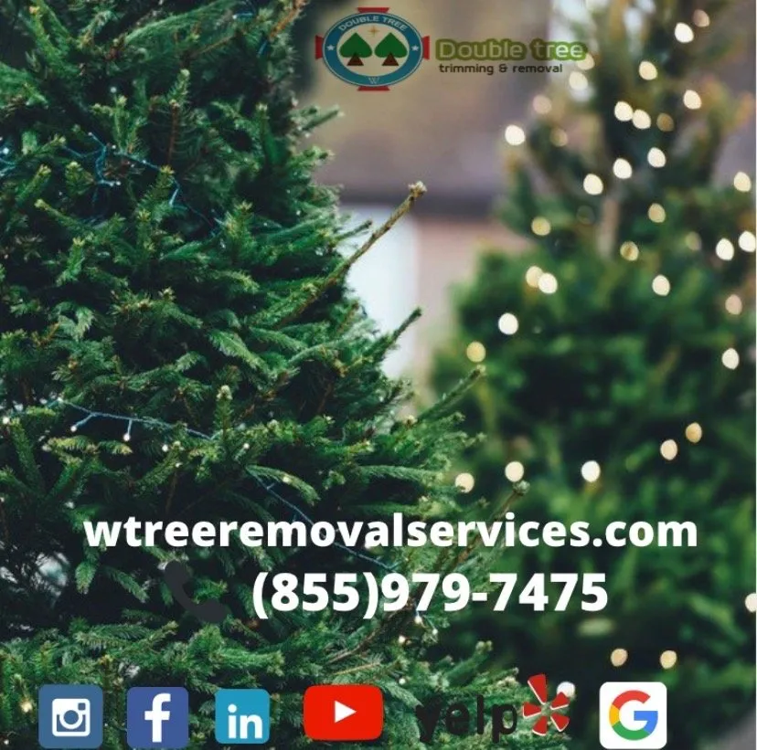 Custom yard maintenance for beautiful yards across Danbury, CT - Double Tree Trimming and Removal