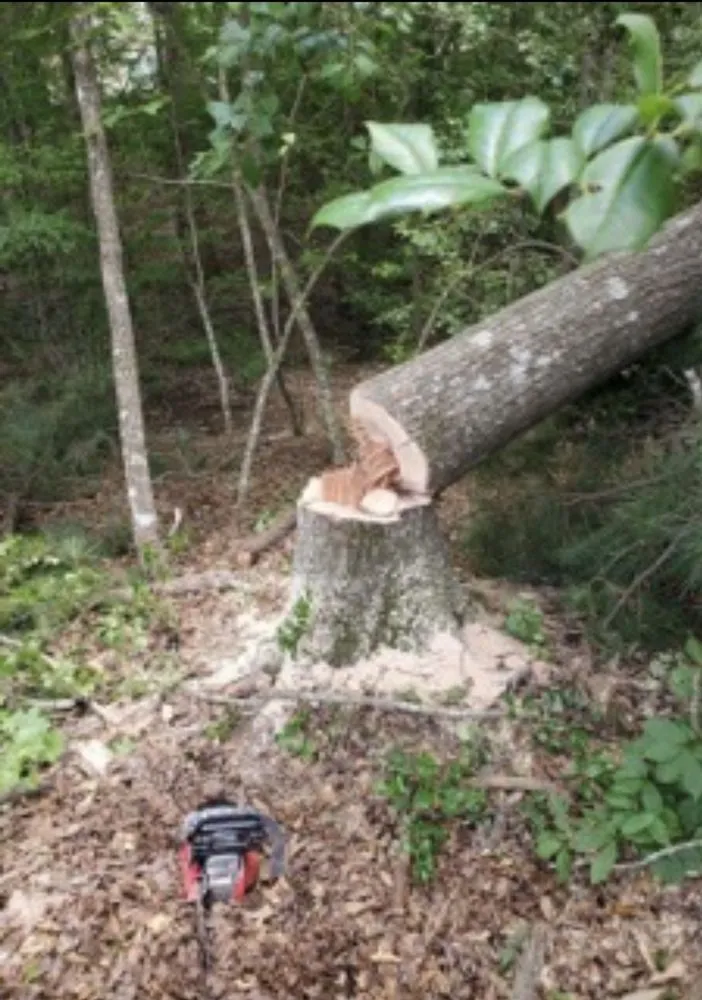 Expert yard maintenance for year-round maintenance across Ridgeway, SC - Douglas BCL