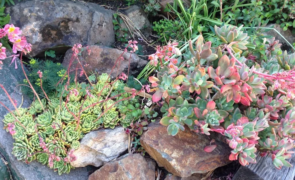 Affordable outdoor landscaping experts serving Berkeley, CA - Douglas Daven Garden