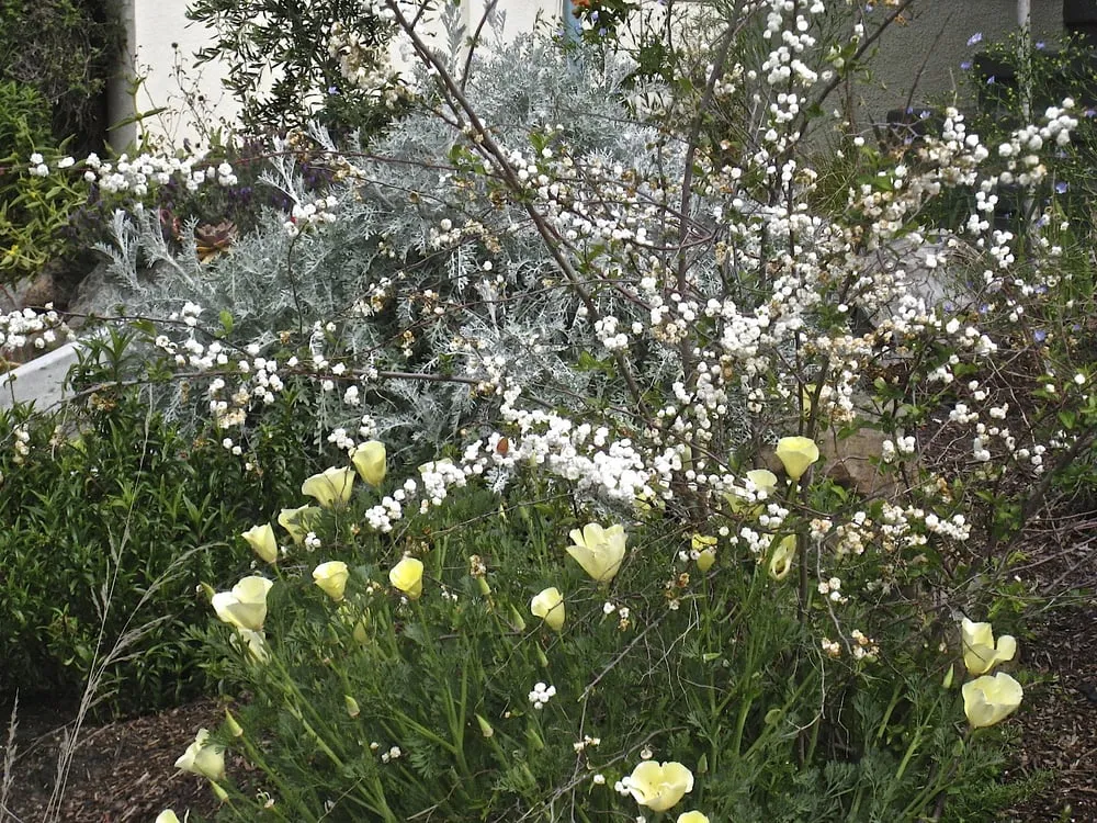 Local lawn care service for outdoor upgrades across Berkeley, CA - Douglas Daven Garden