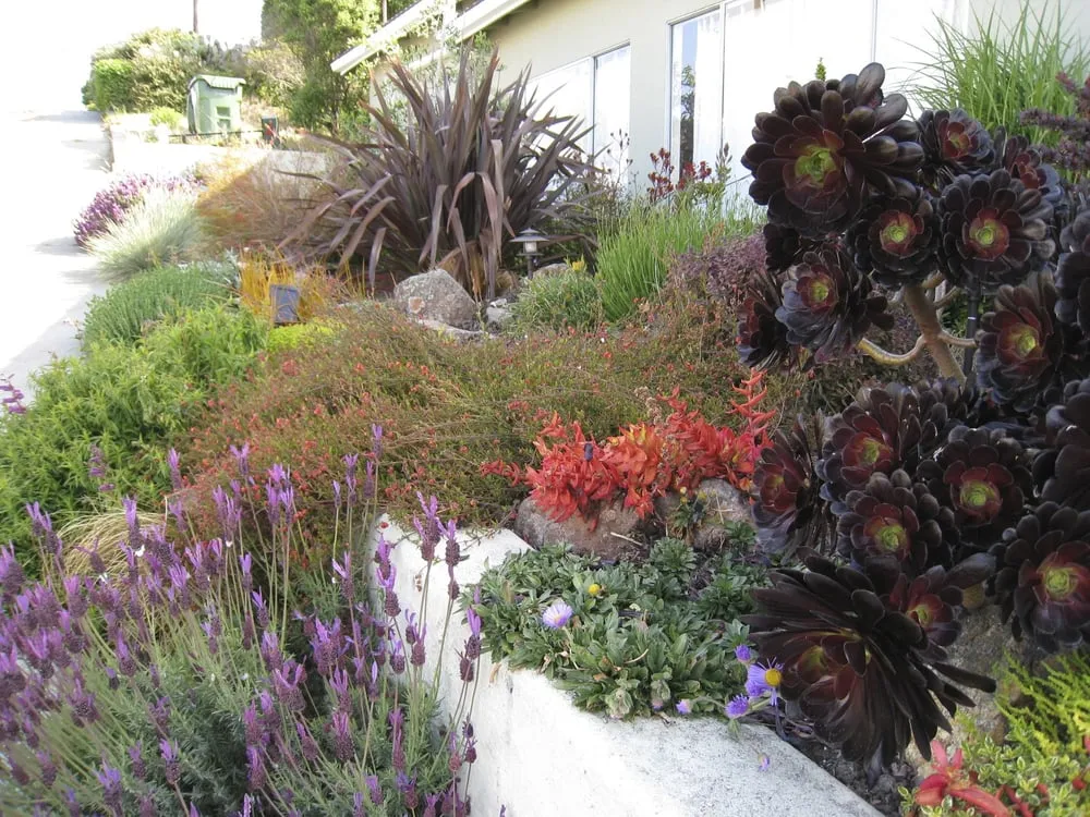 Local lawn care service for year-round maintenance across Berkeley, CA - Douglas Daven Garden