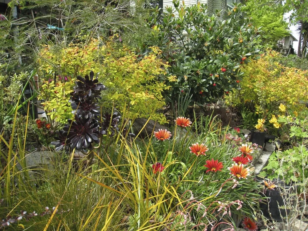 Custom residential landscaping for homes across Berkeley, CA - Douglas Daven Garden