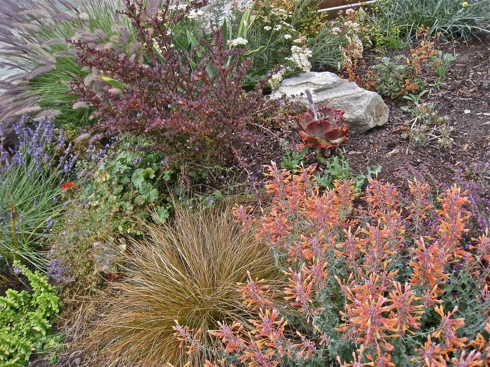 Local landscaping services in Berkeley, CA - Douglas Daven Garden
