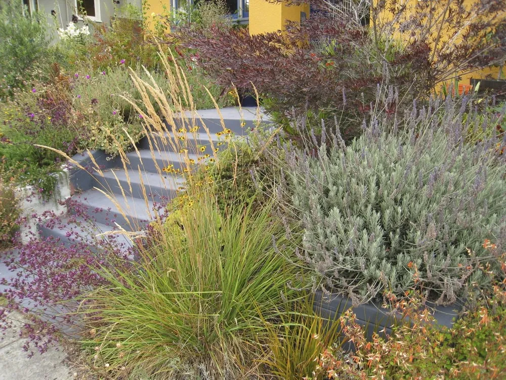 Local lawn mowing service in Berkeley, CA by Douglas Daven Garden