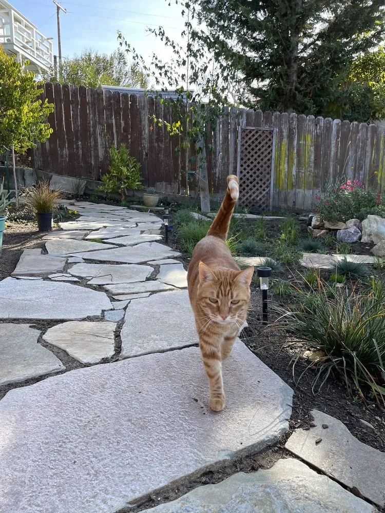 Affordable landscape installation for year-round maintenance across Berkeley, CA - Douglas Daven Garden