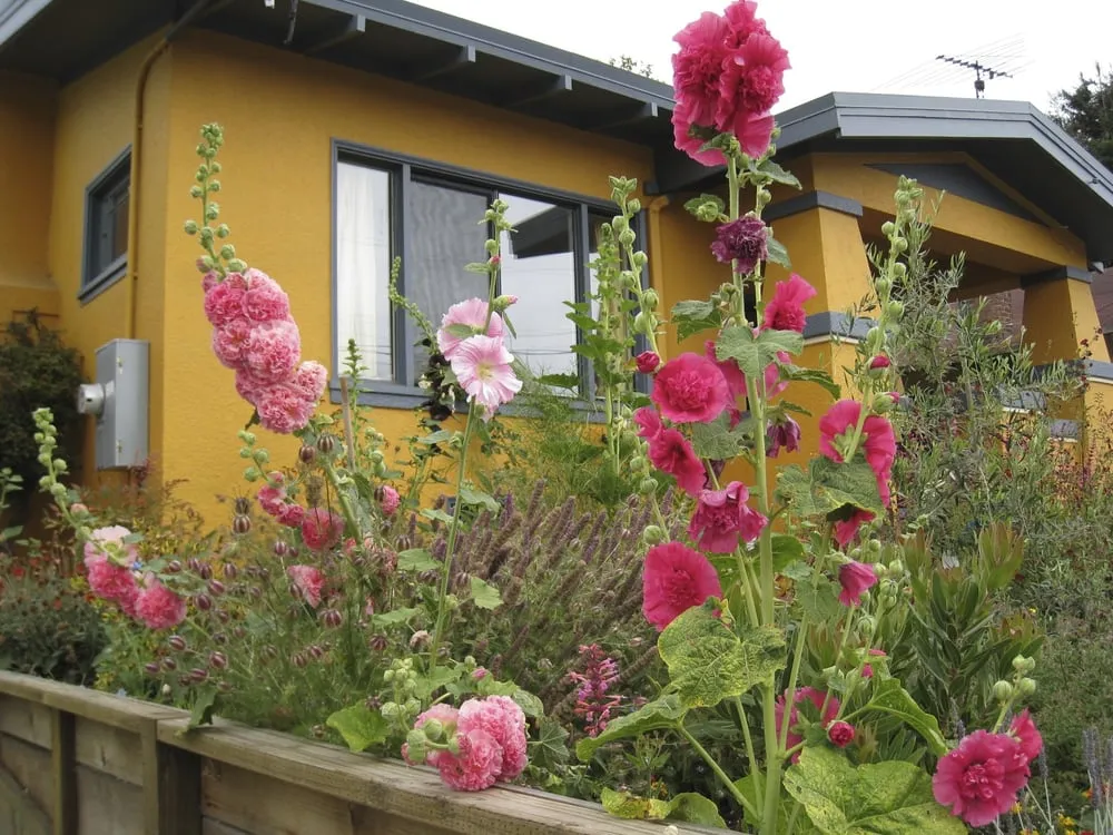 Affordable lawn care service for residential properties in Berkeley, CA by Douglas Daven Garden