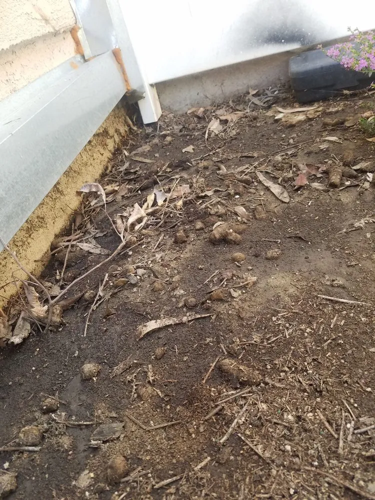 Professional landscape installation in Capistrano Beach, CA - Douglas Landscape
