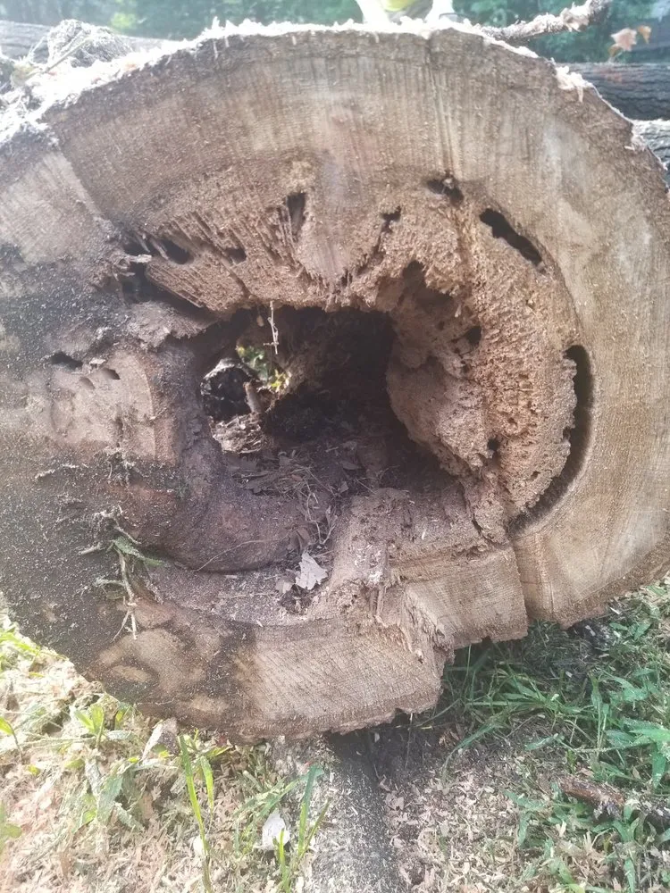 Professional residential landscaping in Annapolis, MD by Douglas Landscaping