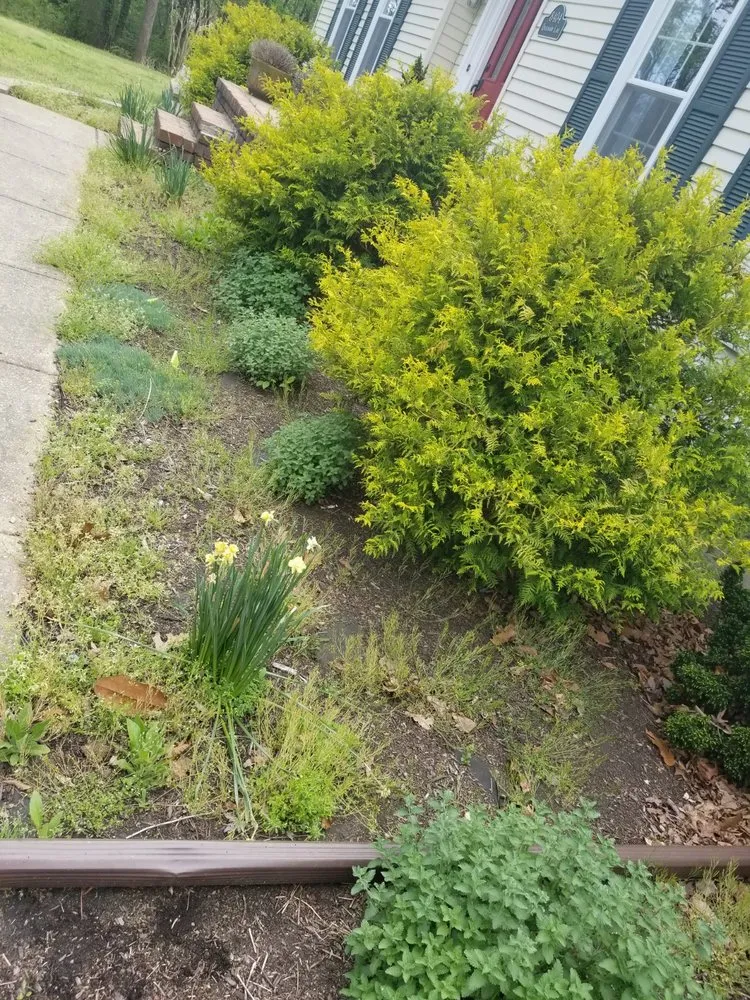 Professional yard cleanup service in Annapolis, MD by Douglas Landscaping