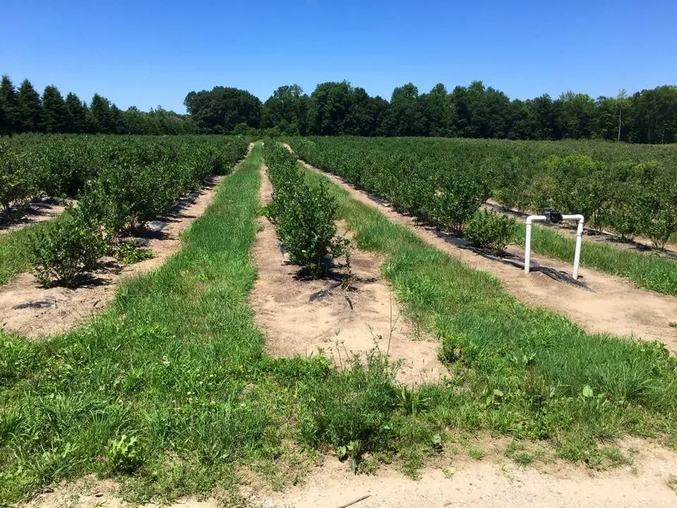 Local landscape design in Grand Junction, MI - Douglas Lawn Care