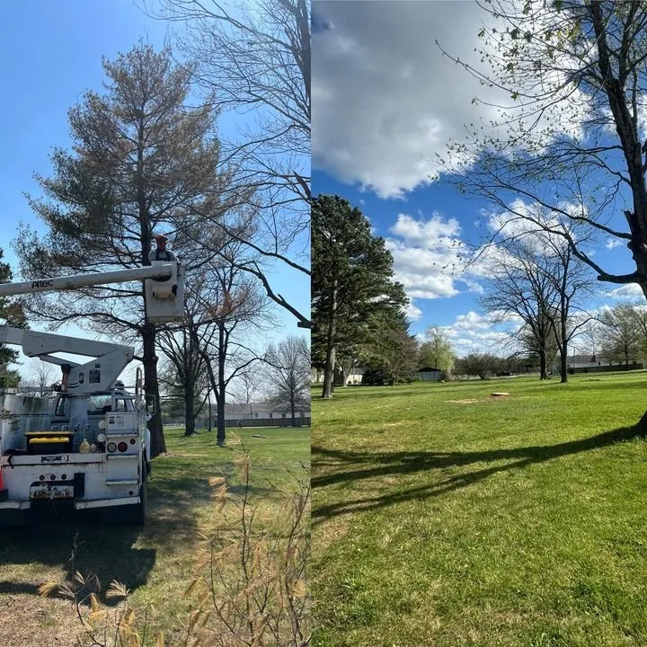 Affordable yard cleanup service in Licking, MO by Douglas LLC